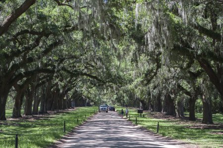 Boone Hall staat bekend om zijn bomen rij met live oaks